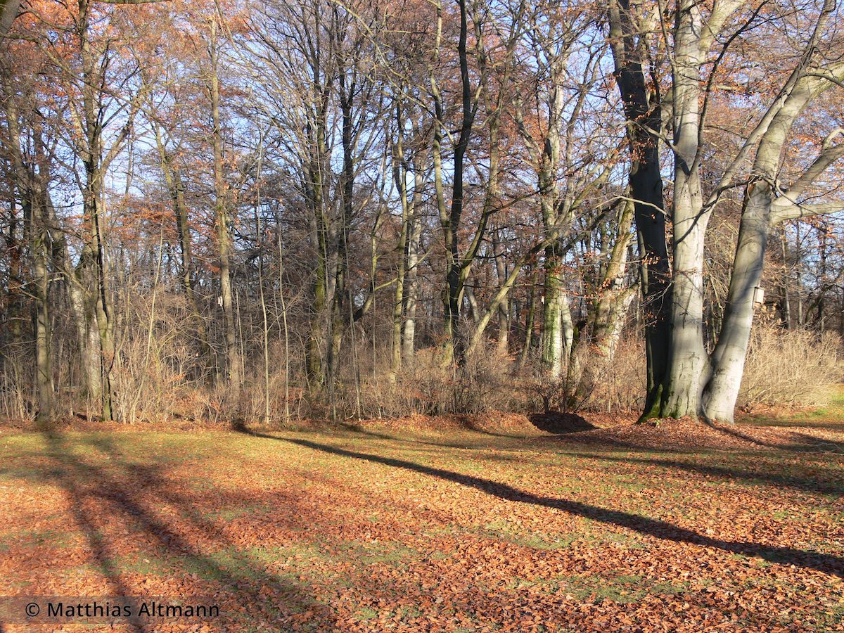 Matthias Altmann - Englischer Garten